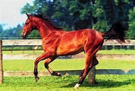 horse, a horse, my kingdom for a horse